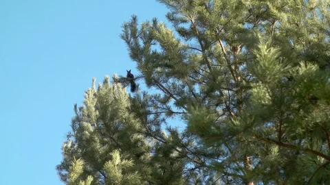 Black squirrel eating a nut on a pine tree Video stock 104295261
