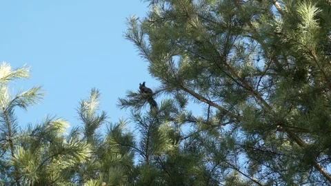 Black squirrel eating a nut on a pine tree Video stock 104295570