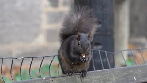 Black squirrel eating nuts in a park Video stock 265526405