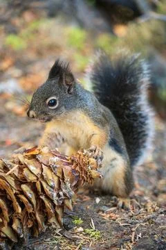 Black Squirrel Eating a Pinecone at Sequoia National Park Stock Photos