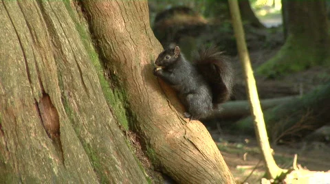 Black Squirrel Eats Vidéo 489248