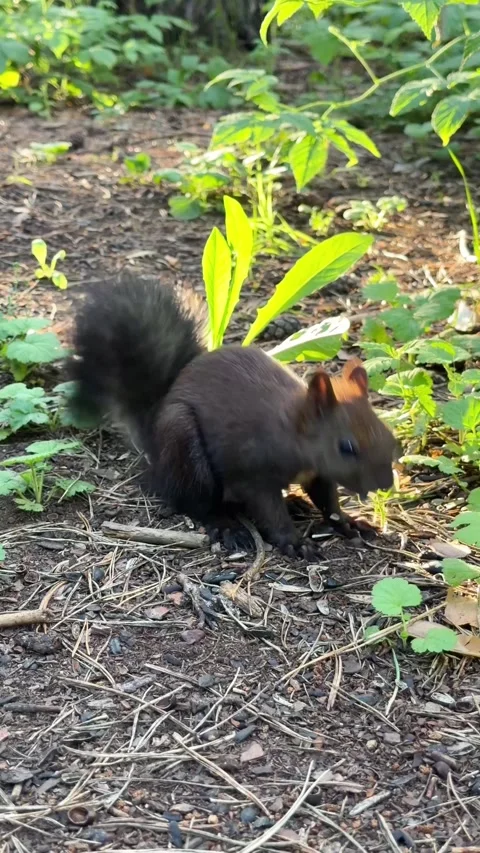 A black squirrel eats on the ground in the summer forest. Vertical 4K footage Stock Footage 342907551