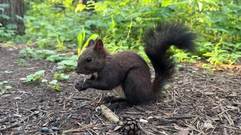 A black squirrel eats on the ground in the summer forest. 4K footage Stock Footage 342907560