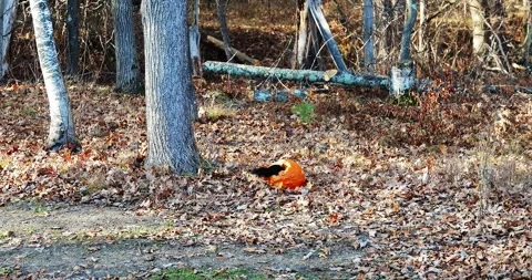 A black squirrel eats from an orange pumpkin on leaf covered ground Video stock 266071233