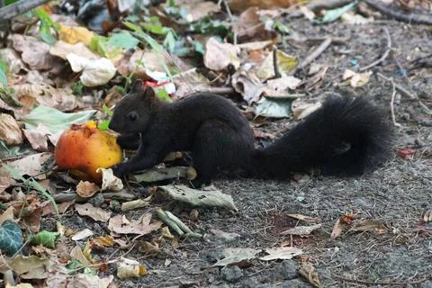 Black squirrel eats a peach in an autumn park Stock Photos