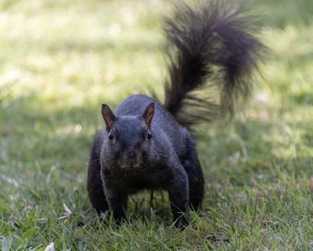 Black squirrel exploring a grassy area in the park during a sunny afternoon.. Stock Photos