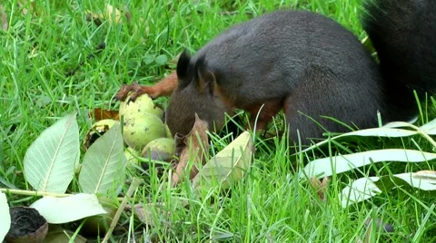Black squirrel Stock Footage 887791
