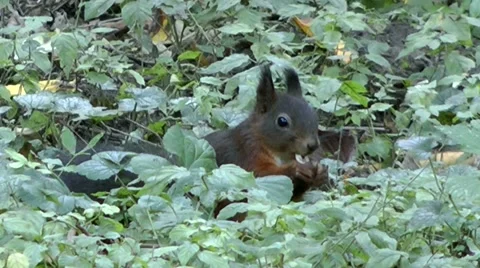Black squirrel Stock Footage 887794