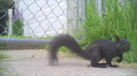 Black Squirrel Stock Footage 32224192