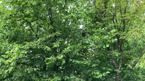 Black Squirrel Stock Footage 136561479