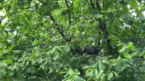 Black Squirrel Stock Footage 136561484