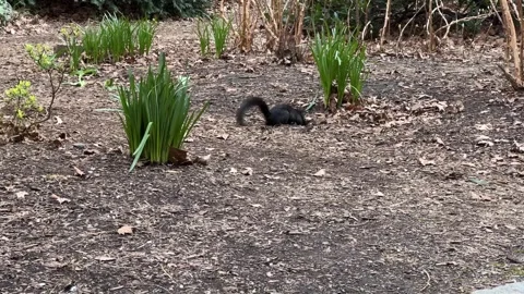 Black squirrel Stock Footage 272614386