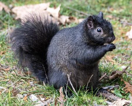 Black squirrel foraging on the ground in a forest during autumn Stock Photos