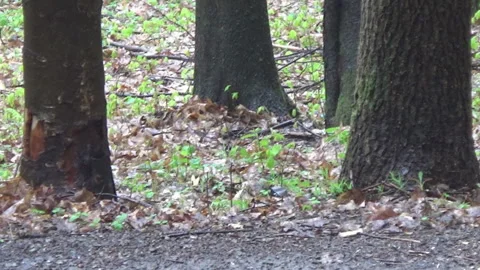 Black squirrel, forest Video stock 107331777