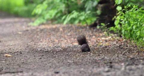 Black Squirrel on a Forest Path Stock Footage 305701437