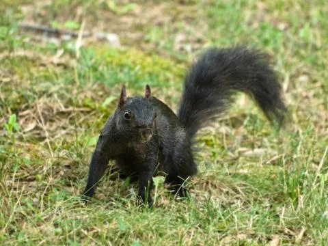 Black squirrel in the grass Foto stock