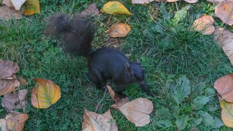 Black squirrel on the grass Stock Photos