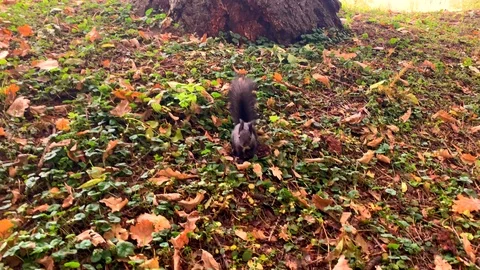 Black squirrel jumping on green grass Stock-Footage 118044971