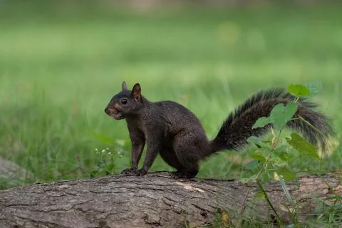 Black squirrel on a log in Central Park Foto stock