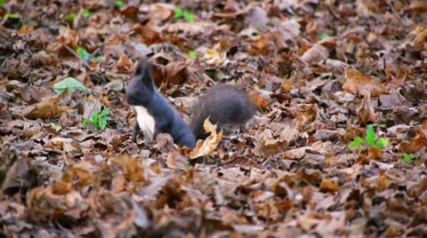 Black squirrel looking for food under leaves Stock Footage 36192136