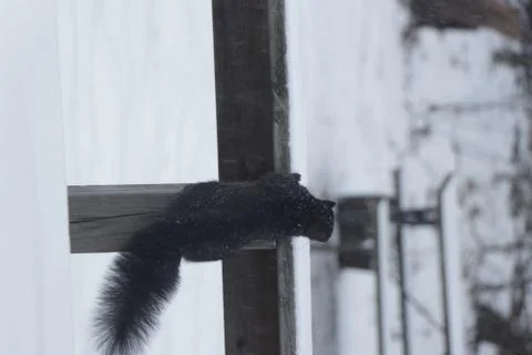 Black Squirrel in Nature and on Deck 写真素材