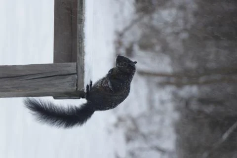 Black Squirrel in Nature and on Deck 写真素材