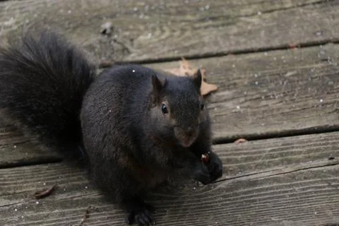 Black Squirrel in Nature and on Deck Stock Photos