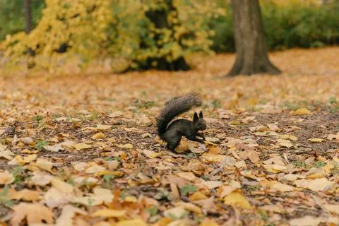 A black squirrel with a nut in its teeth, running on yellow leaves in a public Stock Photos