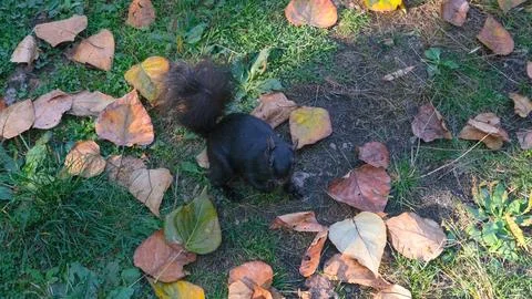 Black squirrel in the park Stock Photos