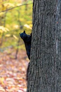 Black squirrel peeking from behind tree trunk in park in autumn Stock Photos