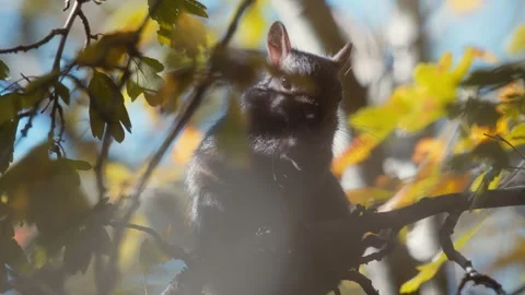 Black squirrel perched on tree branch hidden behind autumn oak leaves Stock Footage 337736782