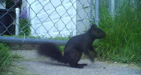 Black Squirrel Stockfoto's