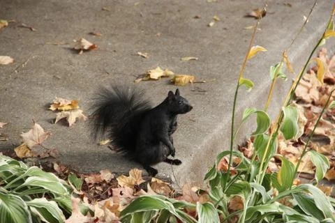 Black squirrel Stock Photos