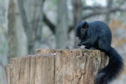 Black Squirrel Фото