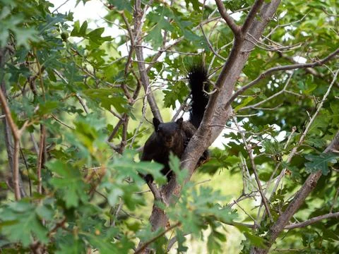Black Squirrel Stock Photos