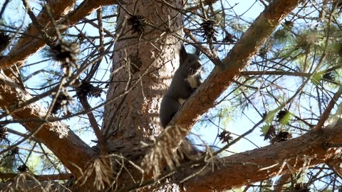 Black squirrel on a pine tree Vidéo 104295718