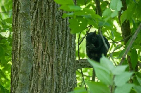 Black Squirrel Posing on a Branch in a Forest Setting Stock Photos