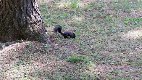 A black squirrel runs along the ground in search of food. Animal. Stock Footage 167656645