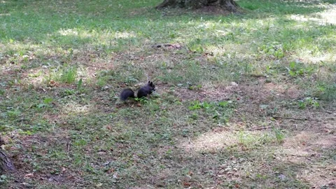 A black squirrel runs through the forest. Animal. Stock Footage 157981810