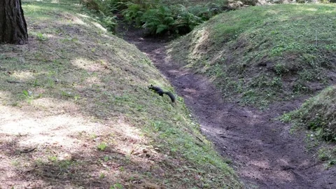 A black squirrel runs through the forest. Animal. Stock Footage 158166150