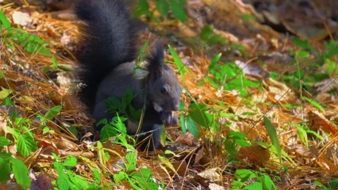 Black Squirrel Searching on Leafy Forest Floor Stock Footage 322548470