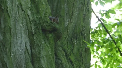 Black Squirrel sitting in a hole in a tree eating a nut Stock Footage