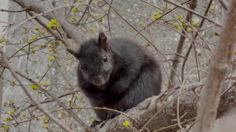 Black squirrel sitting on tree branch looking at camera Stock Footage 331265858
