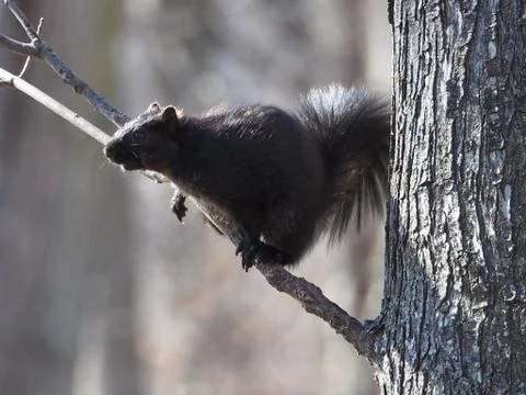 Black Squirrel Sitting On A Tree Branch (Springtime) Stock Photos