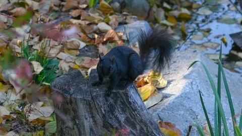 Black squirrel sitting on a tree stump Stock Photos