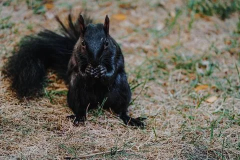 Black squirrel snacking Stock Photos