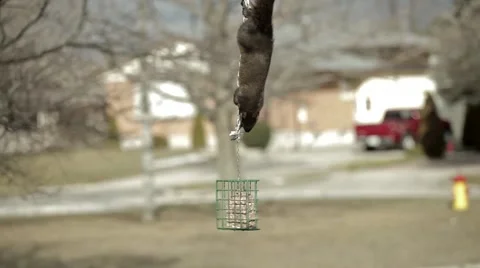 Black squirrel on suet feeder Vidéo 1685291