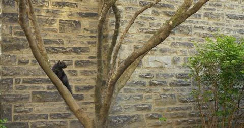 Black squirrel swiftly climbs tree near stone wall displaying nature's wonders Stock Photos