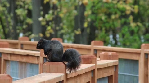 Black squirrel on top of a gallery post, yawning and cleaning itself Stock-Footage 167671243