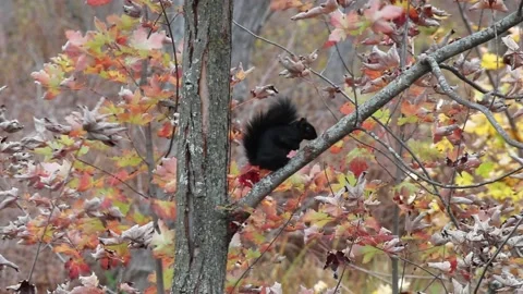 Black squirrel on a tree branch, in autumn, with dead and colored leaves Stock Footage 167671072